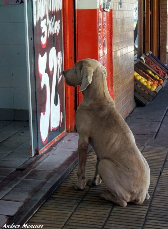 "` Tirame un Hueso `" de Andres Mancuso