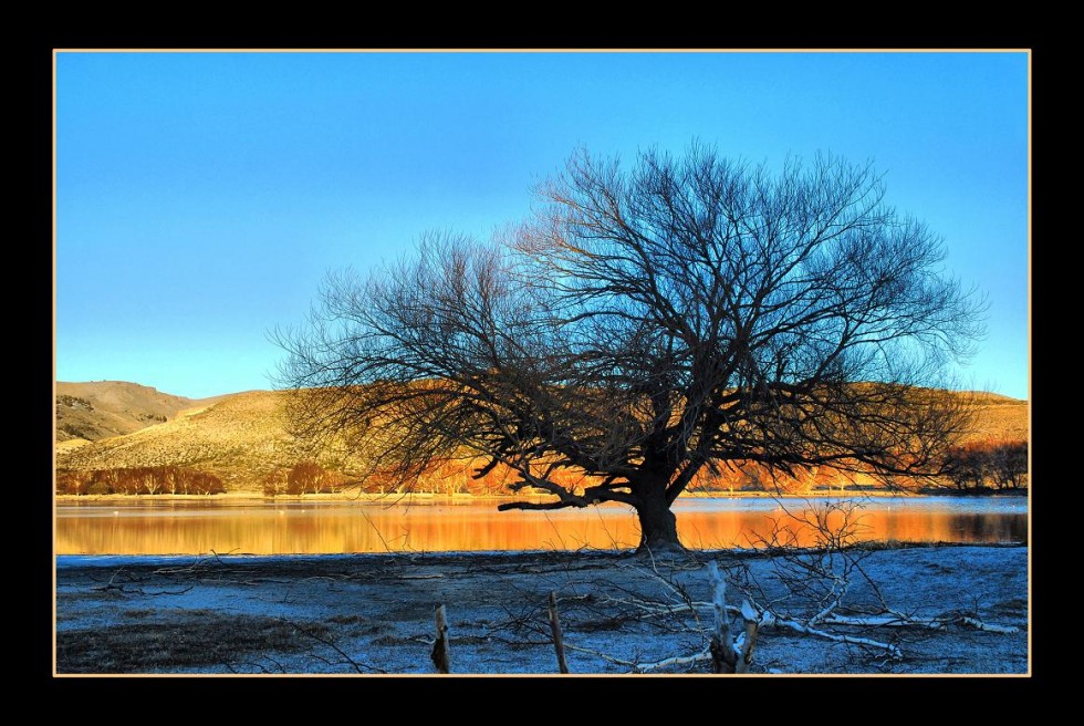 "EL RBOL DE LA LAGUNA" de Paola Segade