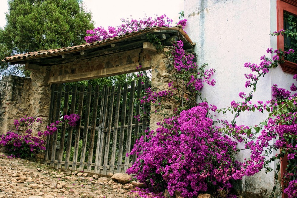 "La casa de la buganvilia" de Manuel Velasco