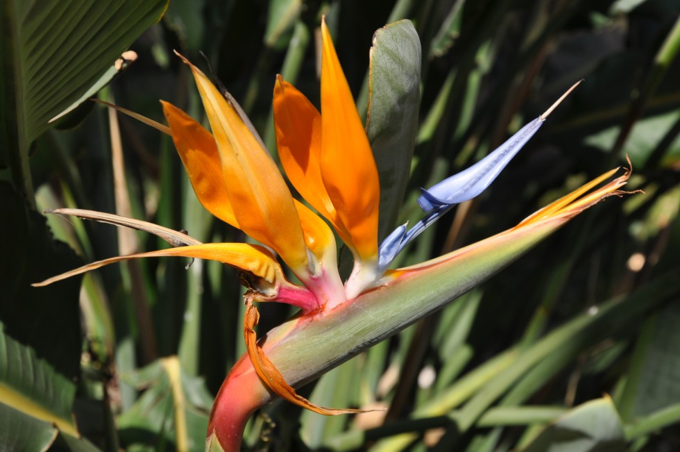 "bella flor ...." de Jose Alberto Vicente