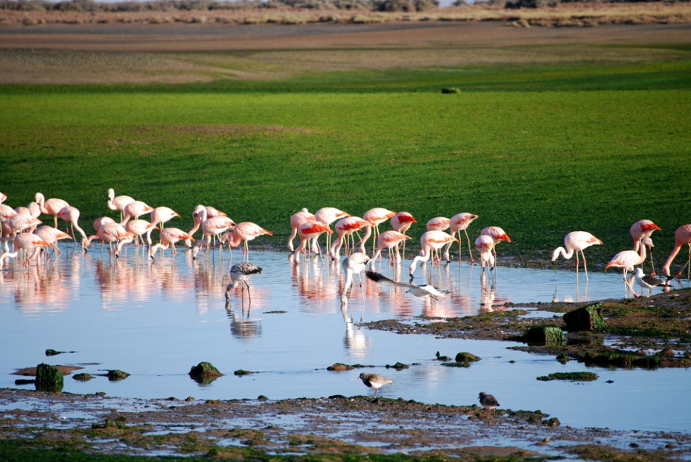 "Flamencos en la ra" de Susana Acua