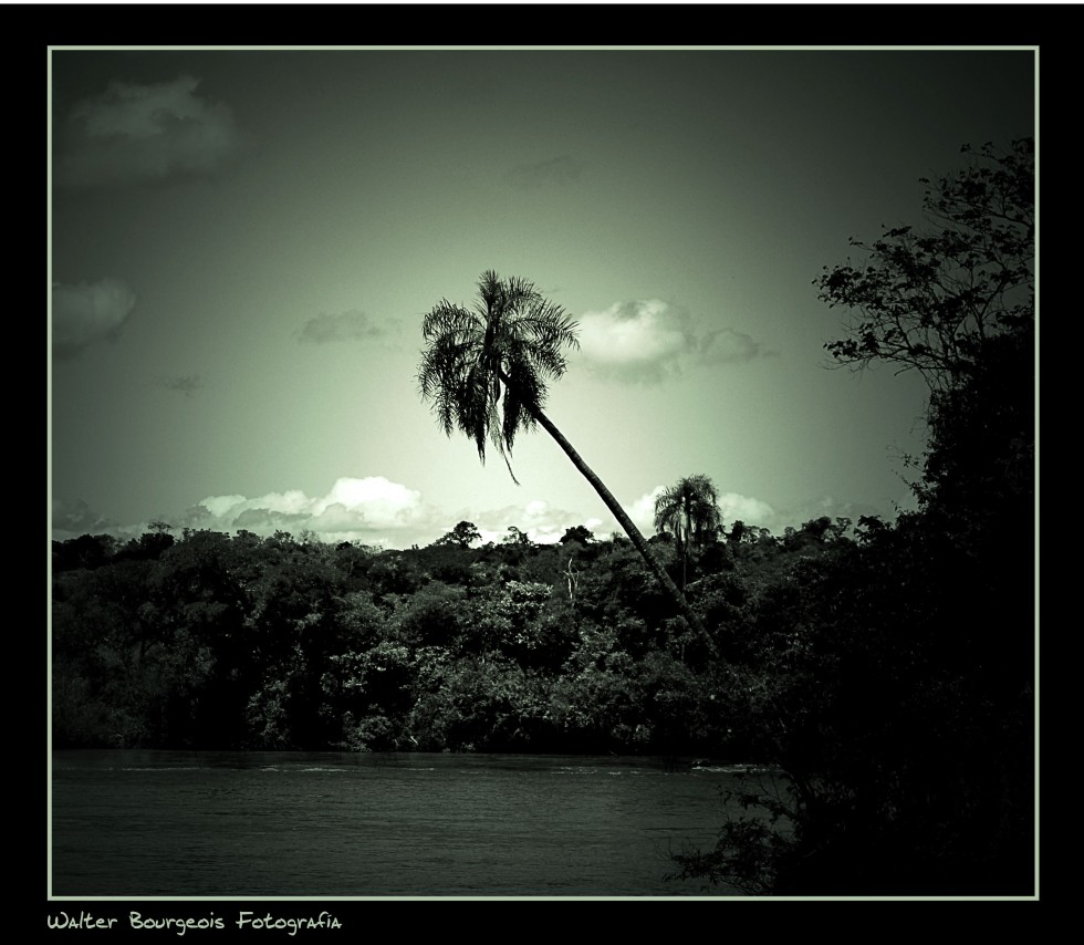 "La palmera..." de Walter Bourgeois