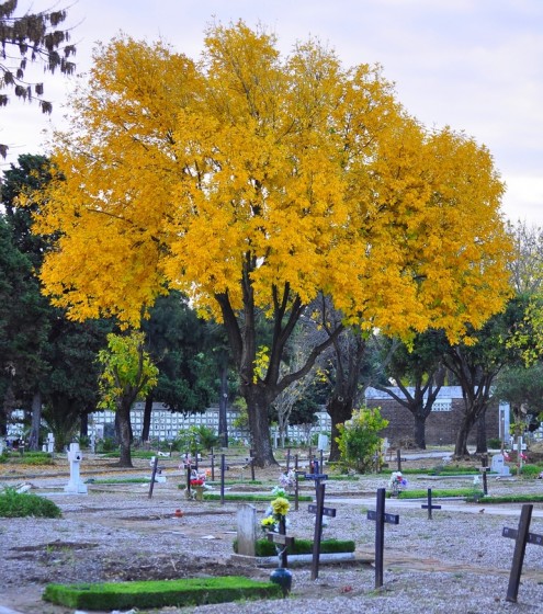 "Amarillo Cementerio" de Alvaro Fiore