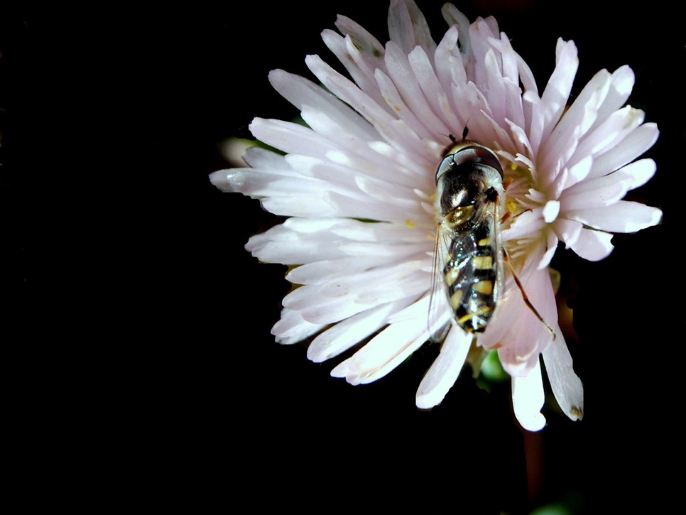 "Abeja trabajando" de Susana Acua