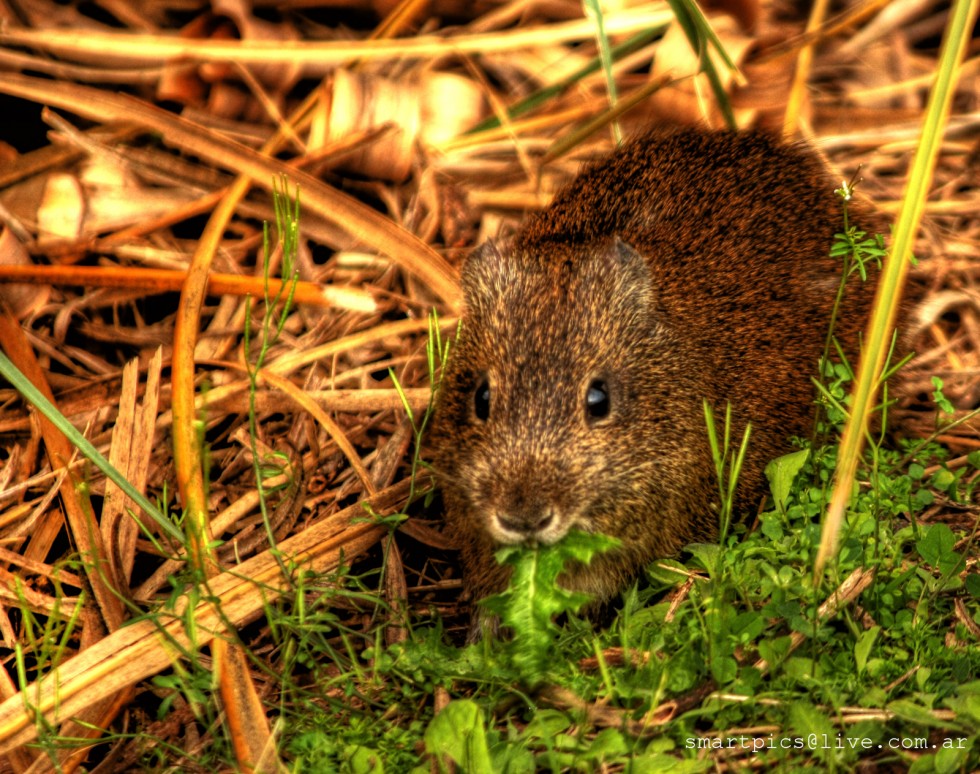 "Amiguito de la reserva ecolgica" de Daniel Pibernus