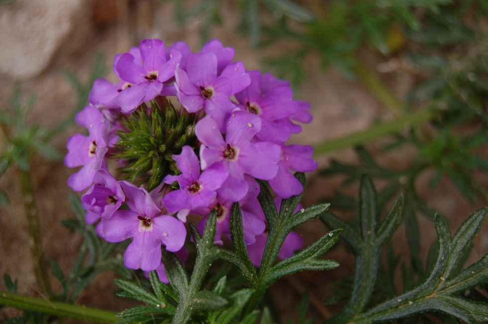 "Flores silvestres...." de Romina Esponda