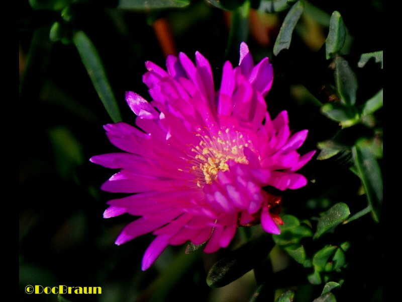 "Flor" de Juan Jos Braun