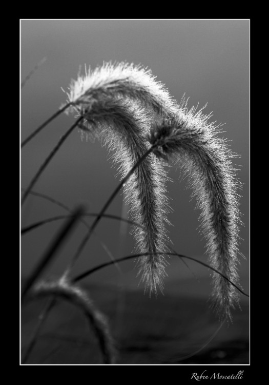 "Pennicetum Rubra in Black & Wite" de Ruben Moscatelli