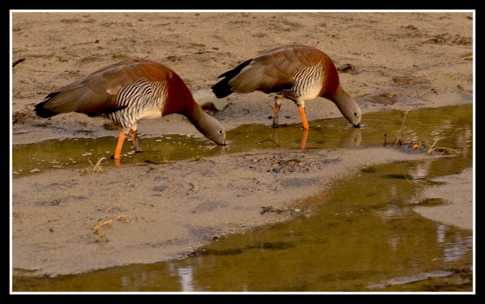 "Cauquen x 2" de Gaston E. Polese