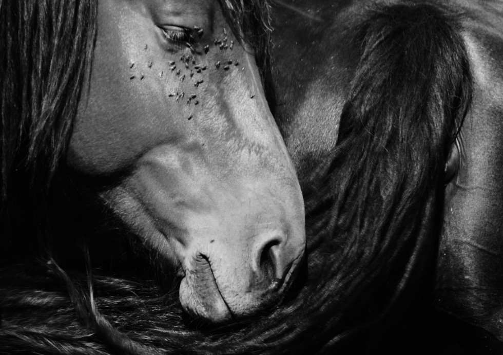 "Horse (I)" de Lusy Incera