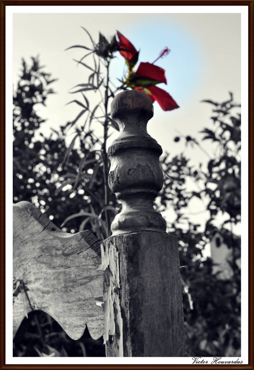 "la silla y la flor" de Victor Houvardas