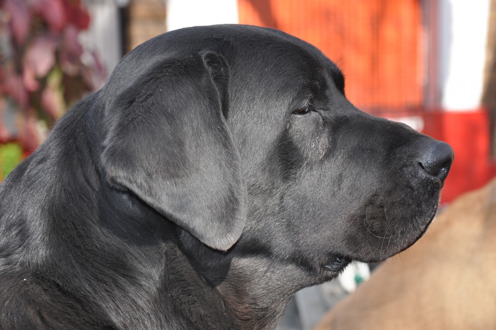 "labrador negro de perfil" de Jose Alberto Vicente