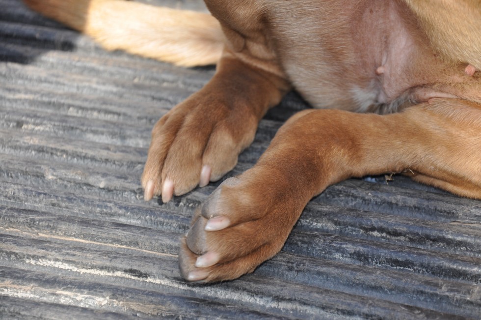 "patitas" de Jose Alberto Vicente