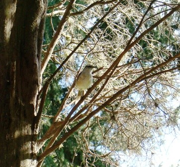 "pajaro" de Amparo Josefina Maggi