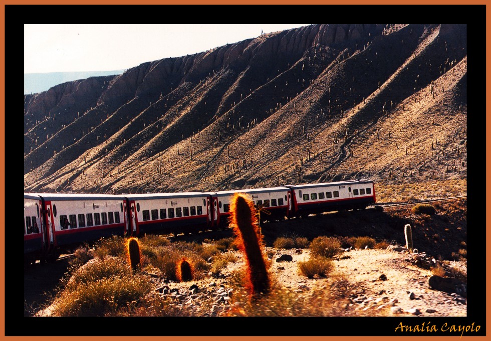 "Tierra de cardones" de Anala Cayolo