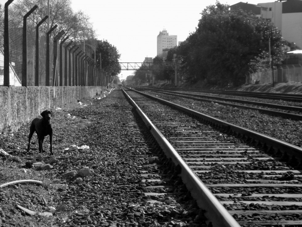 "El perro y las vias..." de Guillermo Toso Stolbizer