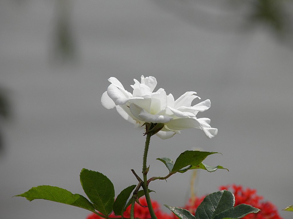 "Cultivo una rosa blanca" de Diego Cazorla Artieda