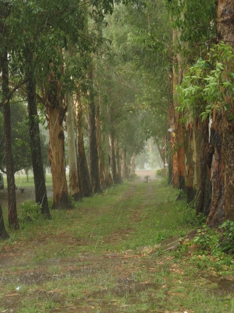 "camino de lluvia" de Daniel Alberto Prez