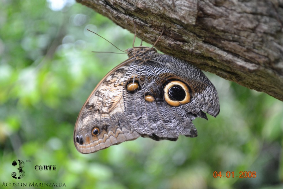 "mariposa y sus grandes ojos..." de Agustin Marinzalda