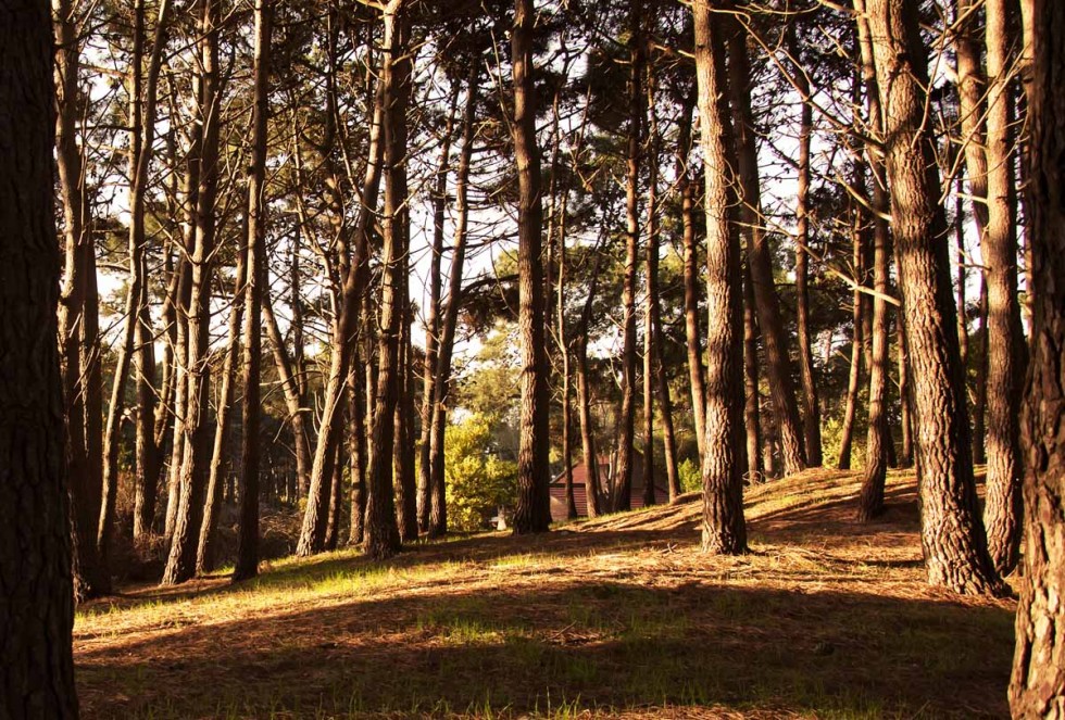 "en el bosque" de Edith Polverini