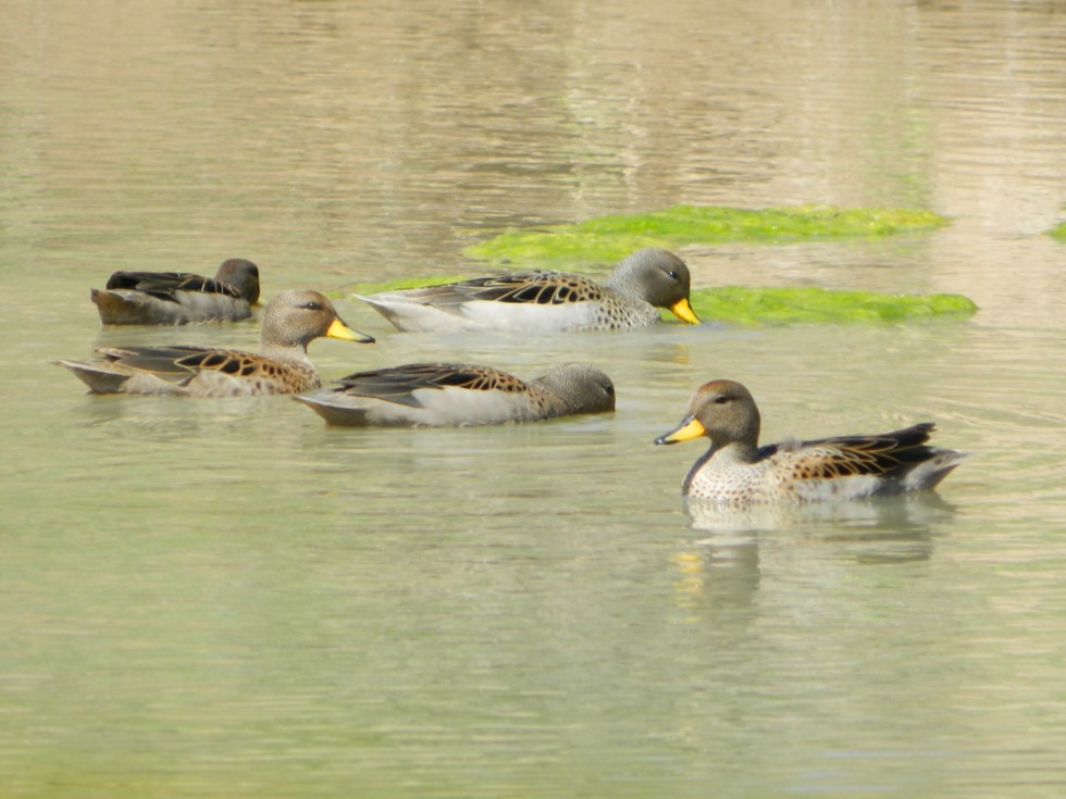 "patos barcinos" de Roberto Kotata Muoz