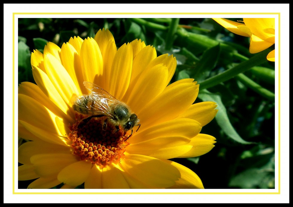 "Peligro en patio...abejas libando" de Gerardo Saint Martn