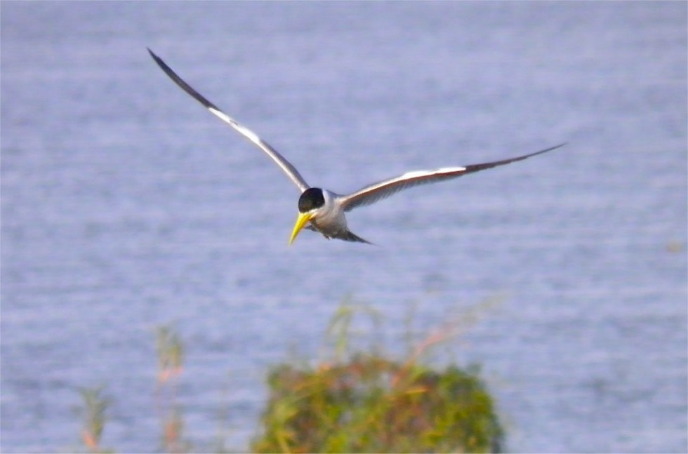 "Gaviota del Paran" de Diego Cazorla Artieda