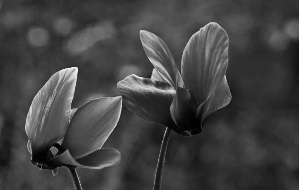 "Cyclamen en b&n" de Carmen Nievas