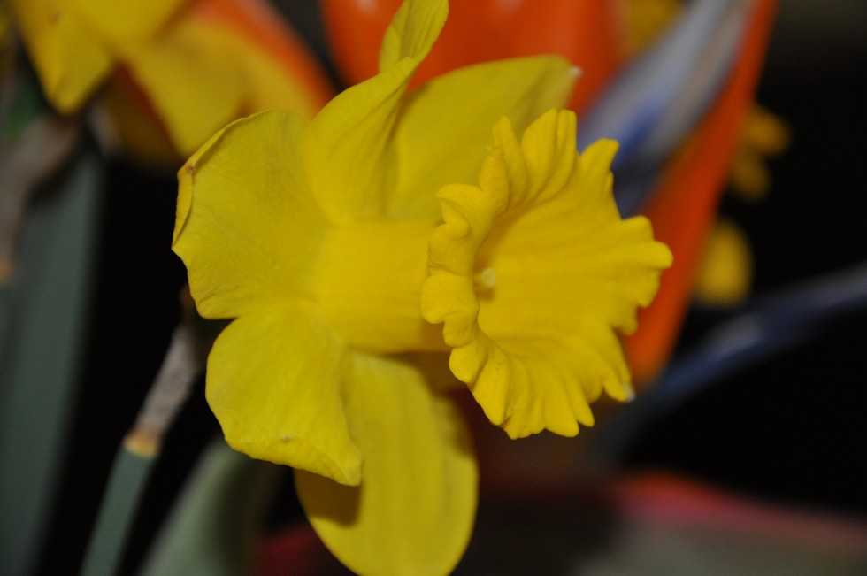 "flor de narciso" de Jose Alberto Vicente