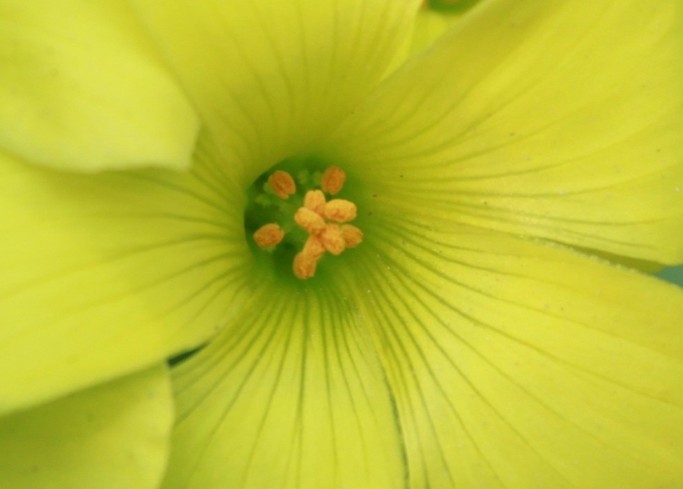 "flor amarilla" de Roberto Velazquez