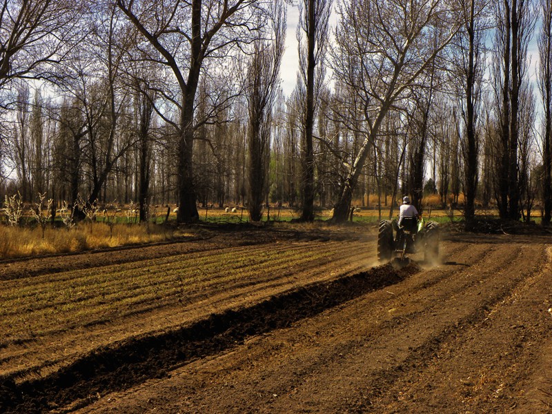 "Estampa rural" de Ricardo Cascio