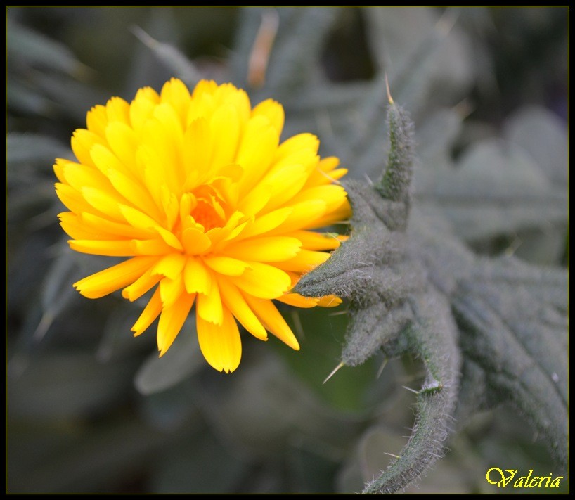 "Una flor entre tantas espinas" de Vale Valeria Vergara