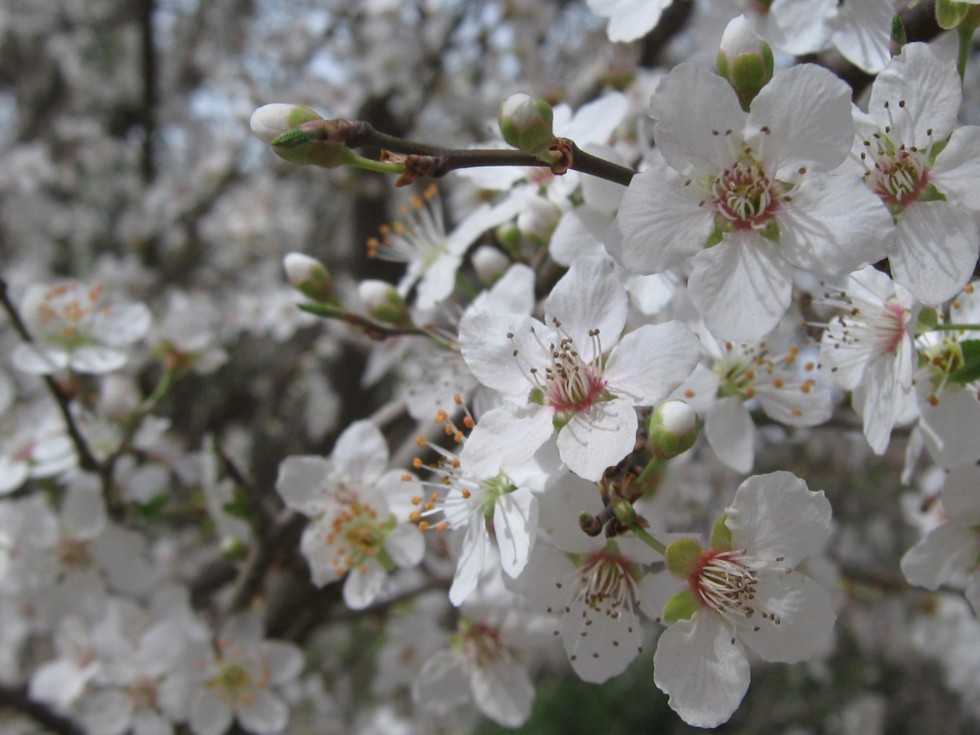 "Primavera en flor.." de Gabriela Hernndez Canales