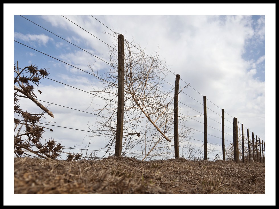 "viento y cardos" de Jose Luis Anania