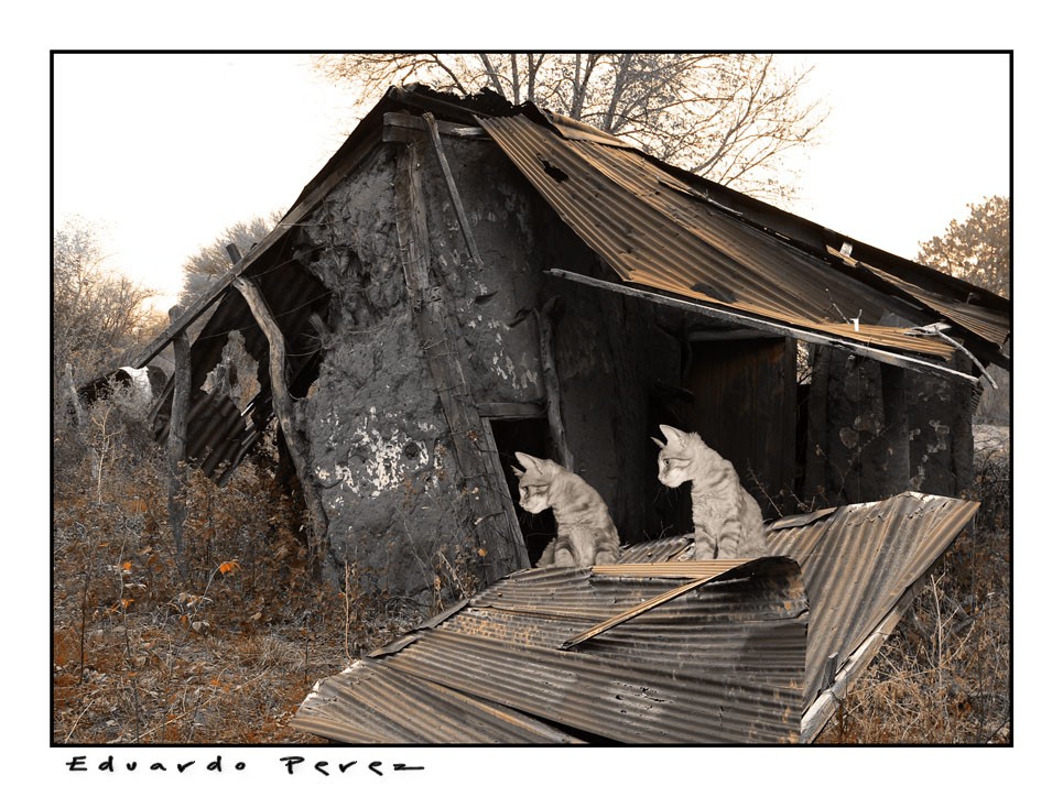 "Guarida de los Gatos" de Eduardo Perez