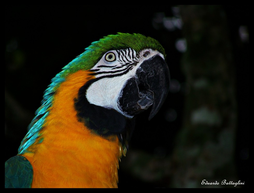 "sobran los colores" de Eduardo Battaglini