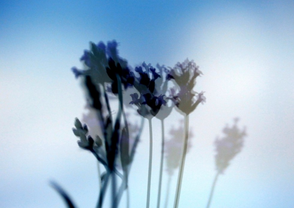 "... lavanda en azul ..." de Rosa Mara Olivn