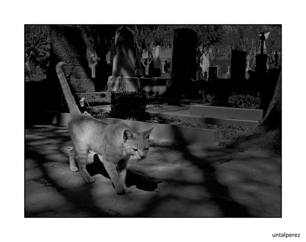 "Gato de cementerio (2)" de Daniel Prez Kchmeister