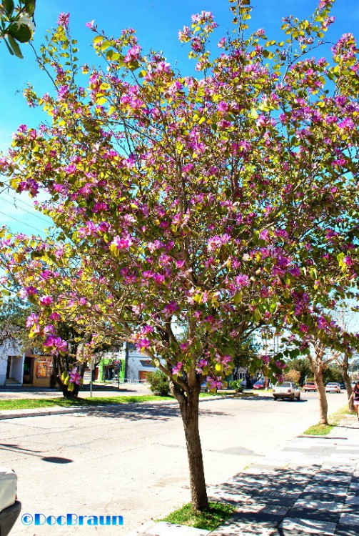 "Primavera con todo!" de Juan Jos Braun