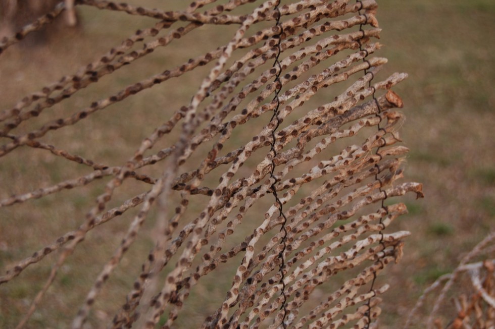 "Intervencion en espacio natural (detalle)." de Romina Esponda