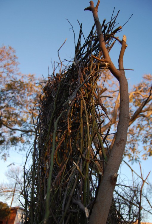 "Intervencion en espacio natural (detalle)." de Romina Esponda