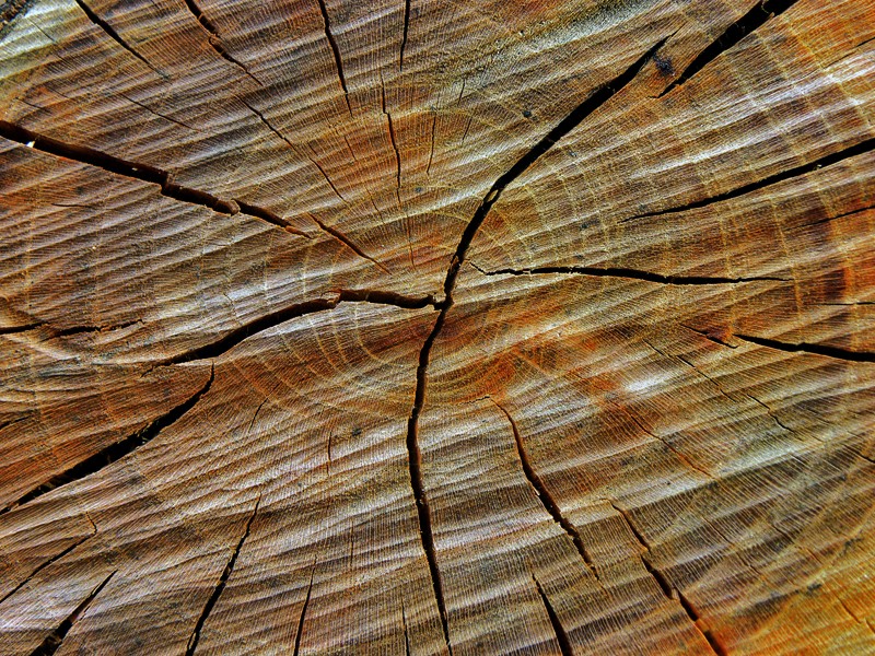 "abstracto - Textura madera -" de Ricardo Cascio