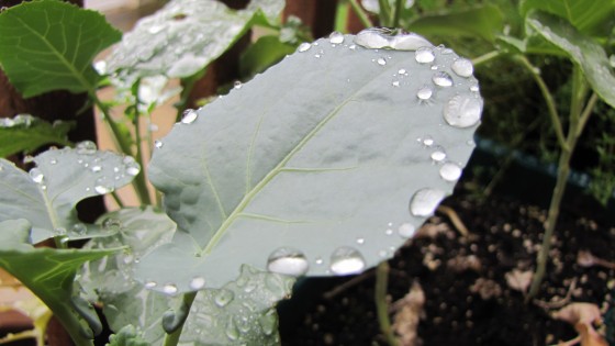 "Despues de la lluvia" de Gloria Gil