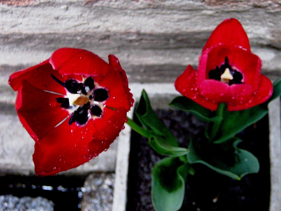 "mis tulipanes..." de Andrea C. Garcia