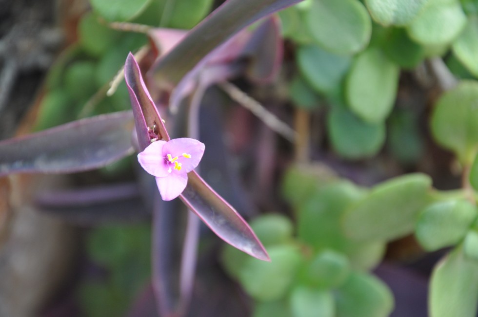 "flor" de Jose Alberto Vicente