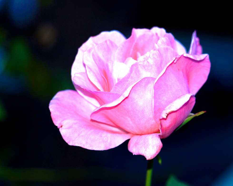 "Rosa rosae" de Elena Pascual