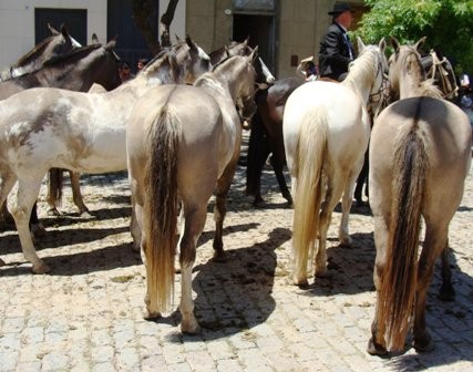 "caballos" de Amparo Josefina Maggi