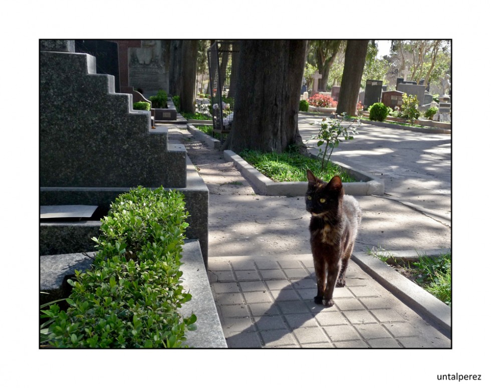 "Gato egipcio de cementerio rosarino" de Daniel Prez Kchmeister