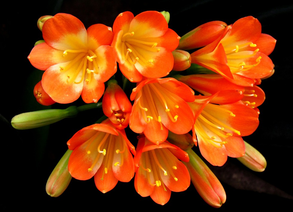 "Clivia" de Alberto Matteo