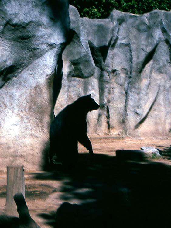 "La sombra del Oso" de Alberto Jara